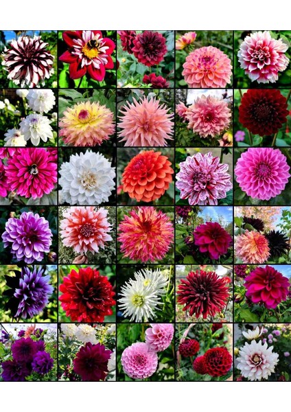 30 Adet Yıldız Dahlia Yumrusu Karışık Renk Yeni Mahsul .yumru Boyu 8 Cm..