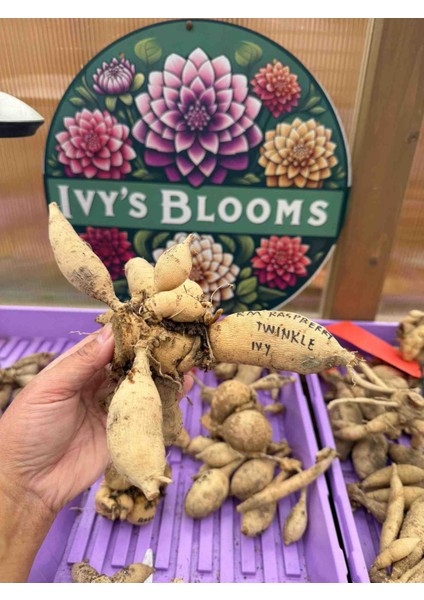 30 Adet Yıldız Dahlia Yumrusu Karışık Renk Yeni Mahsul .yumru Boyu 8 Cm.. fiyatları