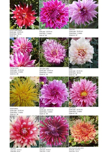 30 Adet Yıldız Dahlia Yumrusu Karışık Renk Yeni Mahsul .yumru Boyu 8 Cm.. modelleri