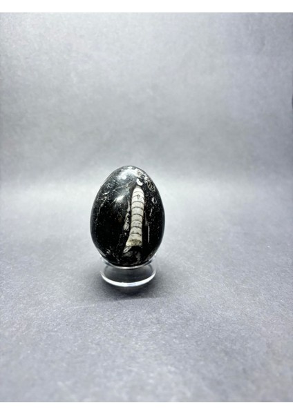 Belemnit Fosilli Yumurta Doğaltaş