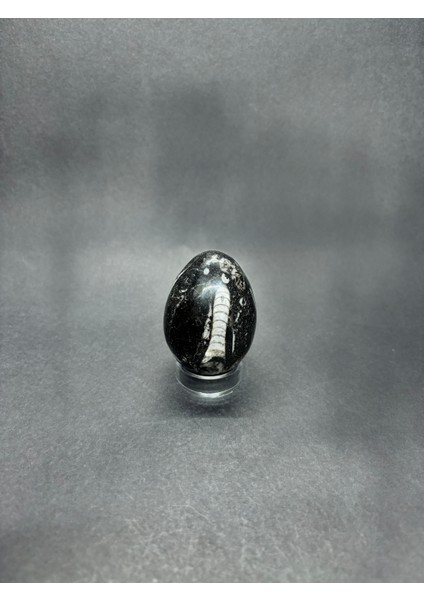 Belemnit Fosilli Yumurta Doğaltaş fiyatları