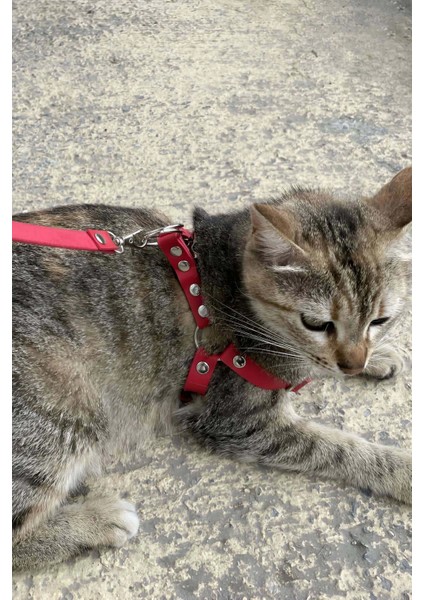 Deri Kedi Harness , Kedi Gezdirme Tasması - NPC005 indirimleri