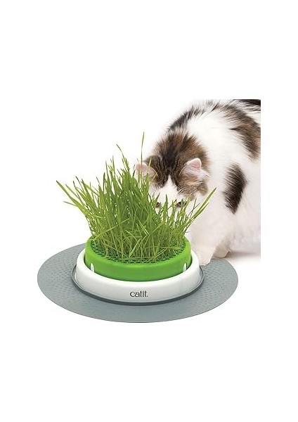 Catit Grass Planter, Kedi Otu, Kapaklı Kedi Kazığı, 1 Adet (Tekli Paket)