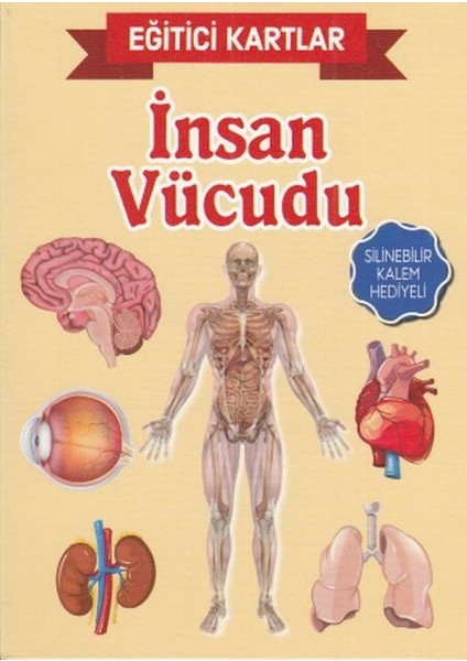 Eğitici Kartlar Insan Vücudu