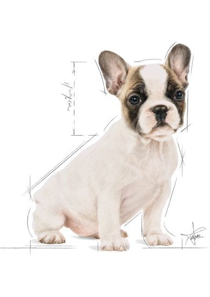 Fransız Bulldog Yavru Köpek Maması 3kg