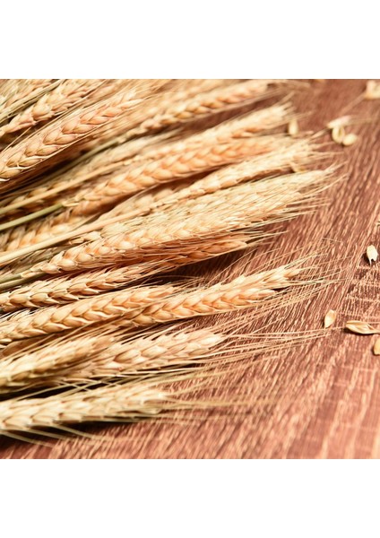 Kurutulmuş Buğday Sapları, Düğün Kravatlarını Süslemek Için 100 Sap Buğday Demetleri (Yurt Dışından) modelleri
