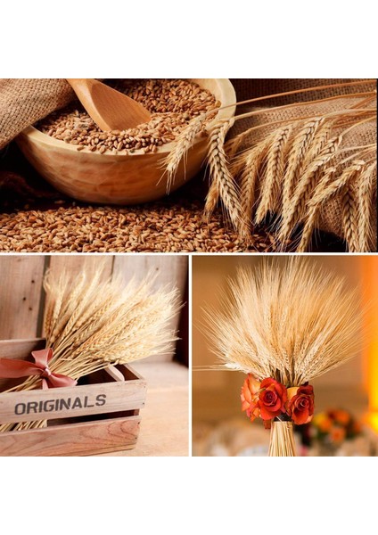 Kurutulmuş Buğday Sapları, Düğün Kravatlarını Süslemek Için 100 Sap Buğday Demetleri (Yurt Dışından) fırsatları