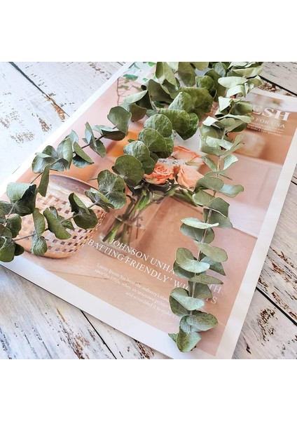 Kurutulmuş Gerçek Okaliptüs Dalları, 12 Sap, Doğal Okaliptüs Yaprakları (Yurt Dışından) modelleri