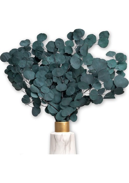 Whıte Lüks - Kurutulmuş Çiçekler Gibi Okaliptüs Bir Göz Alıcı - Sonsuza Kadar Kalıcı Eucal (Yurt Dışından)