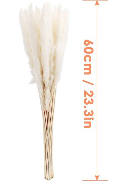 Esinti Kurutulmuş Pampa Otu, Doğal Pampa Otu Kurutulmuş Pampa, Pampa Otu Doğal (Yurt Dışından) modelleri