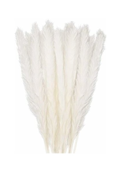 Ford Focus (2000-2007) Uzunluğu 21,5 Için Masterr Araba Anteni (Yurt Dışından)