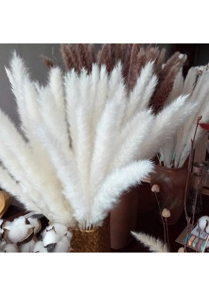 Esinti Pampas Otu, Doğal Pampas Otu Kurutulmuş Pampas Otu Phragmites Kurutulmuş Çiçek (Yurt Dışından) fiyatları