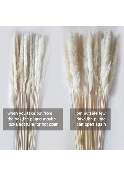 Esinti Pampas Otu, Doğal Pampas Otu Kurutulmuş Pampas Otu Phragmites Kurutulmuş Çiçek (Yurt Dışından) modelleri