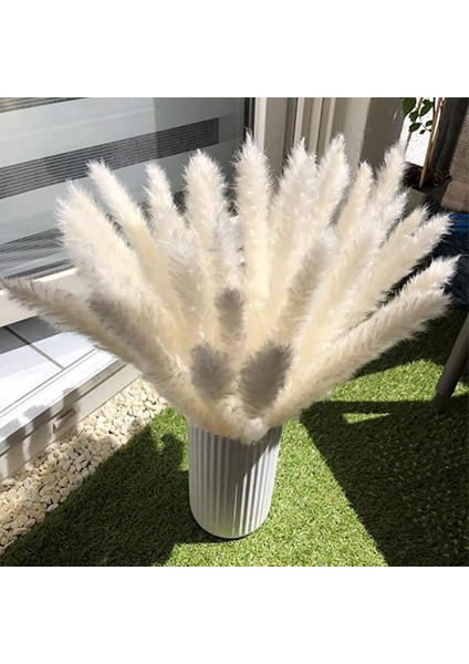 Esinti Pampas Otu, Doğal Pampas Otu Kurutulmuş Pampas Otu Phragmites Kurutulmuş Çiçek (Yurt Dışından) fırsatları