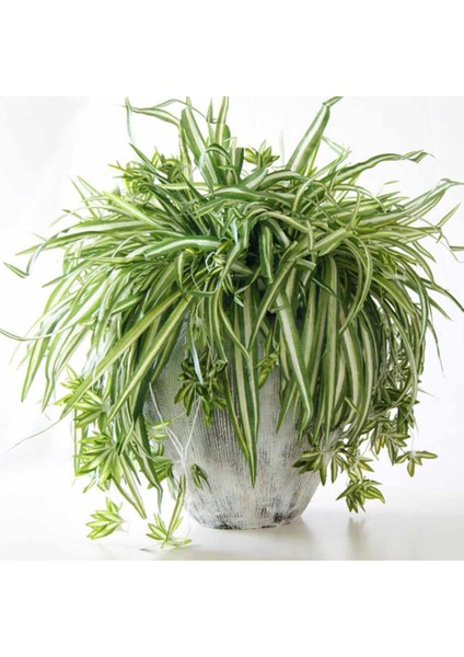 Esinti Buketi Büyük Simulatio Chlorophytum Comosumn Bitki Duvar Dekorasyonu Yapay (Yurt Dışından) modelleri
