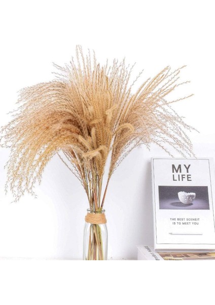 Esinti 60 Adet Doğal Kurutulmuş Pampas Çim Kamış Çim Bayrakları Kurutulmuş Çiçekler (Yurt Dışından)