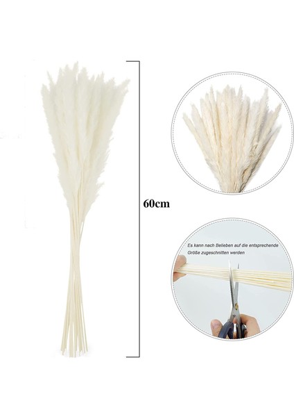 Esinti Kurutulmuş Pampa Otu, Doğal Pampa Otu Kurutulmuş Pampa, Pampa Otu Doğal (Yurt Dışından) fiyatları