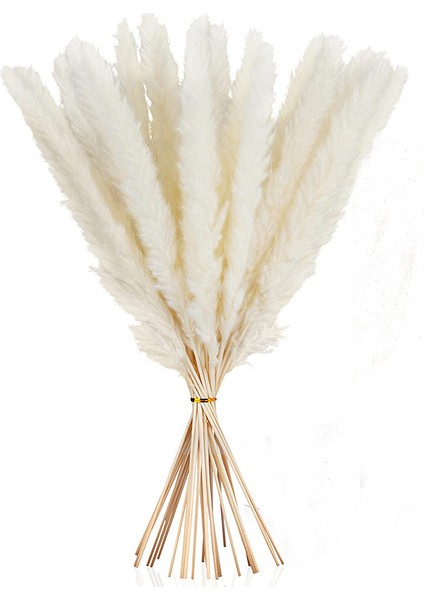 Esinti Kurutulmuş Pampa Otu, Doğal Pampa Otu Kurutulmuş Pampa, Pampa Otu Doğal (Yurt Dışından) fırsatları