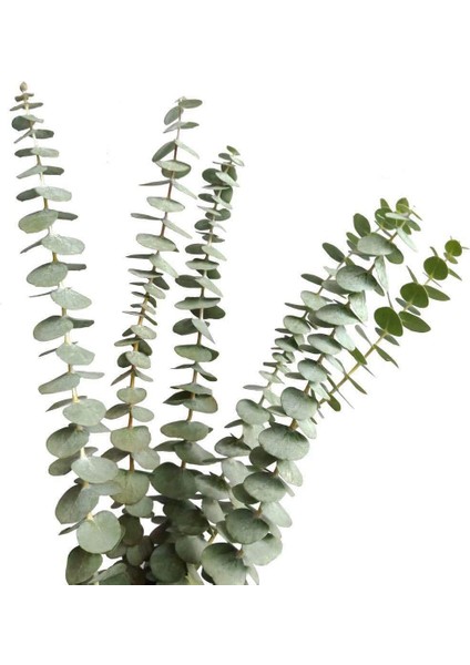 Kurutulmuş Gerçek Okaliptüs Dalları, 12 Sap, Doğal Okaliptüs Yaprakları (Yurt Dışından)