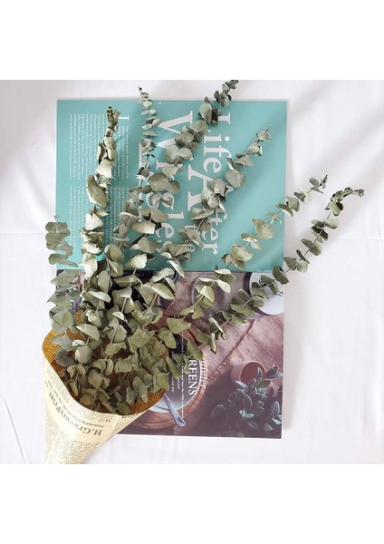 Kurutulmuş Gerçek Okaliptüs Dalları, 12 Sap, Doğal Okaliptüs Yaprakları (Yurt Dışından) fırsatları