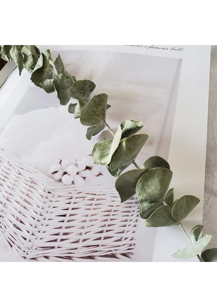 Kurutulmuş Gerçek Okaliptüs Dalları, 12 Sap, Doğal Okaliptüs Yaprakları (Yurt Dışından) indirimleri