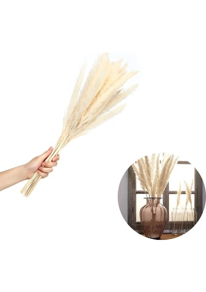 Esinti Paketi 15 Doğal Kurutulmuş Pampa Otu, Dekoratif Kurutulmuş Pampa Otu Kurutulmuş Çiçek (Yurt Dışından)
