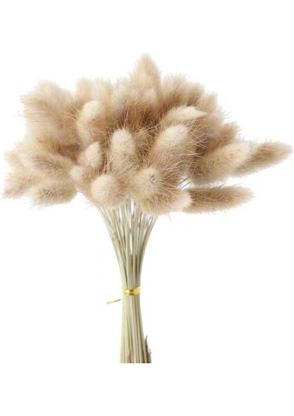 Esinti Paketi 50 Adet Kurutulmuş Çiçek Pampa Otu Dekorasyonu, Kurutulmuş Pampa Otu Büyük Doğal Buket (Yurt Dışından) fiyatları