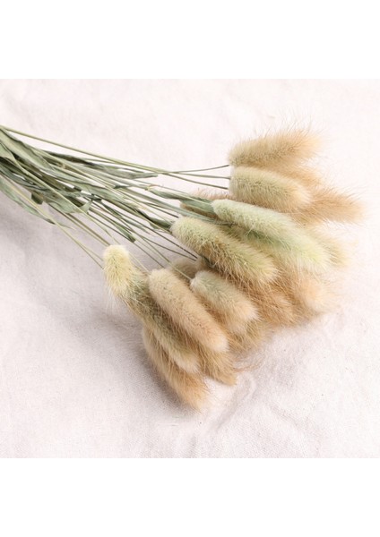 Esinti Paketi 50 Adet Kurutulmuş Çiçek Pampa Otu Dekorasyonu, Kurutulmuş Pampa Otu Büyük Doğal Buket (Yurt Dışından) fırsatları