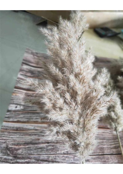 Esinti 20 Adet Kurutulmuş Küçük Pampas Çim Dekorasyon Doğal Phragmites Communi (Yurt Dışından)