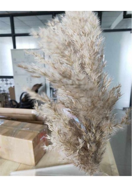 Esinti 20 Adet Kurutulmuş Küçük Pampas Çim Dekorasyon Doğal Phragmites Communi (Yurt Dışından) fiyatları