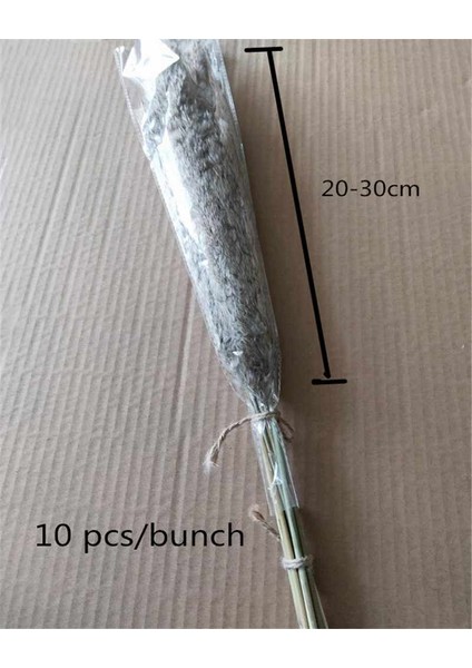Esinti 20 Adet Kurutulmuş Küçük Pampas Çim Dekorasyon Doğal Phragmites Communi (Yurt Dışından) modelleri