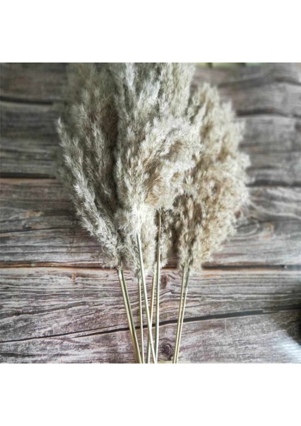 Esinti 20 Adet Kurutulmuş Küçük Pampas Çim Dekorasyon Doğal Phragmites Communi (Yurt Dışından) fırsatları