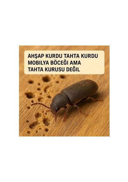 "ahşap Işlerinizde Huzuru Yakalayın: Ahşap Kurdu Ile Mücadele!" TYCGILAI2N169858382391017 fiyatları