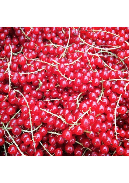 Dondurulmuş Kırmızı Frenk Üzümü 1 kg