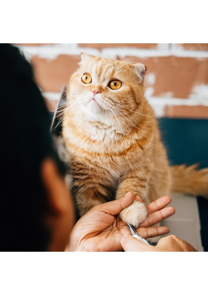 HT04 Paslanmaz Çelik Kedi Köpek Tırnak Makası fiyatları
