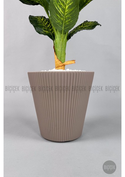 Difenbahya Ağacı 175CM Luna Saksı fiyatları