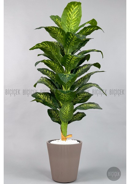 Difenbahya Ağacı 175CM Luna Saksı modelleri