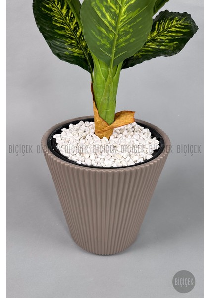 Difenbahya Ağacı 175CM Luna Saksı fırsatları