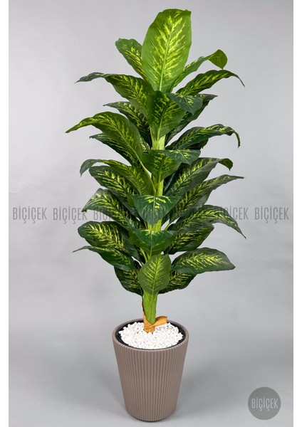 Difenbahya Ağacı 175CM Luna Saksı indirimleri