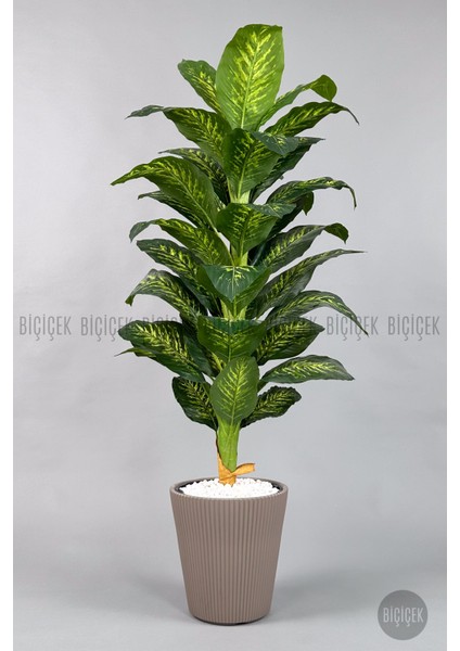 Difenbahya Ağacı 175CM Luna Saksı