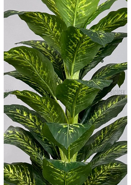 Difenbahya Ağacı 175CM Luna Saksı