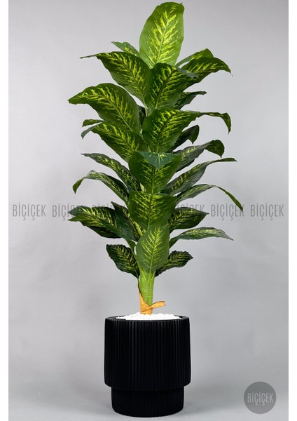 Difenbahya Ağacı 180CM Gala Saksı