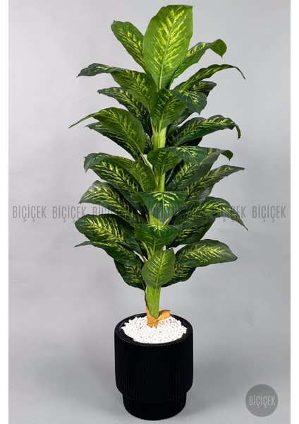 Difenbahya Ağacı 180CM Gala Saksı fiyatları