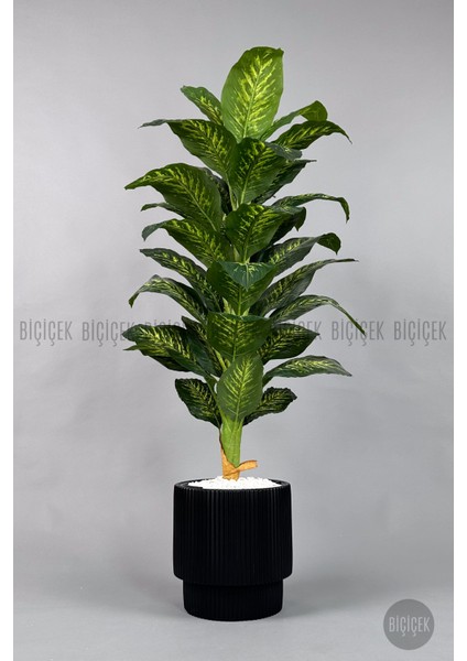 Difenbahya Ağacı 180CM Gala Saksı fırsatları