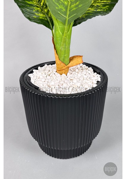 Difenbahya Ağacı 180CM Gala Saksı indirimleri