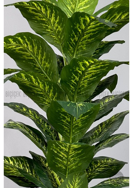 Difenbahya Ağacı 180CM Gala Saksı