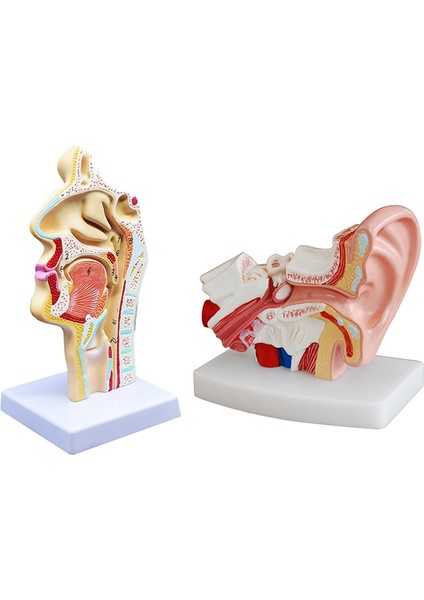 2 Pcs Insan Anatomik Nazal Boşluk Boğaz Anatomi Modeli Bilim Sınıfı Çalışma Ekran Eğitim Modeli 1 5 Kez Insan Kulak Anatomi Modeli (Yurt Dışından)