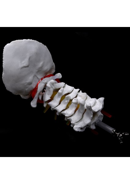 2x Servikal Omur Arterileri Omurga Omurga Sinirleri Anatomik Model Anatomi Bilim Sınıfı Çalışma Öğretim Modeli (Yurt Dışından) indirimleri