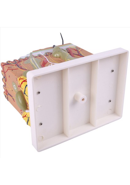 Cilt Modeli 50X Cilt ve Saç Yapısı Büyütme Modeli Anatomik Model Anatomi Bilim Sınıfı Çalışması Ekran Öğretim Modeli (Yurt Dışından) fırsatları