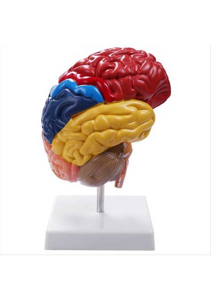 Serebral Anatomik Model Anatomi 1 1 Yarı Beyin Beyin Saklığı Öğretim Laboratuvarı Malzemeleri (Yurt Dışından)